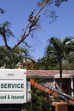 Tree Removal Services in Miami