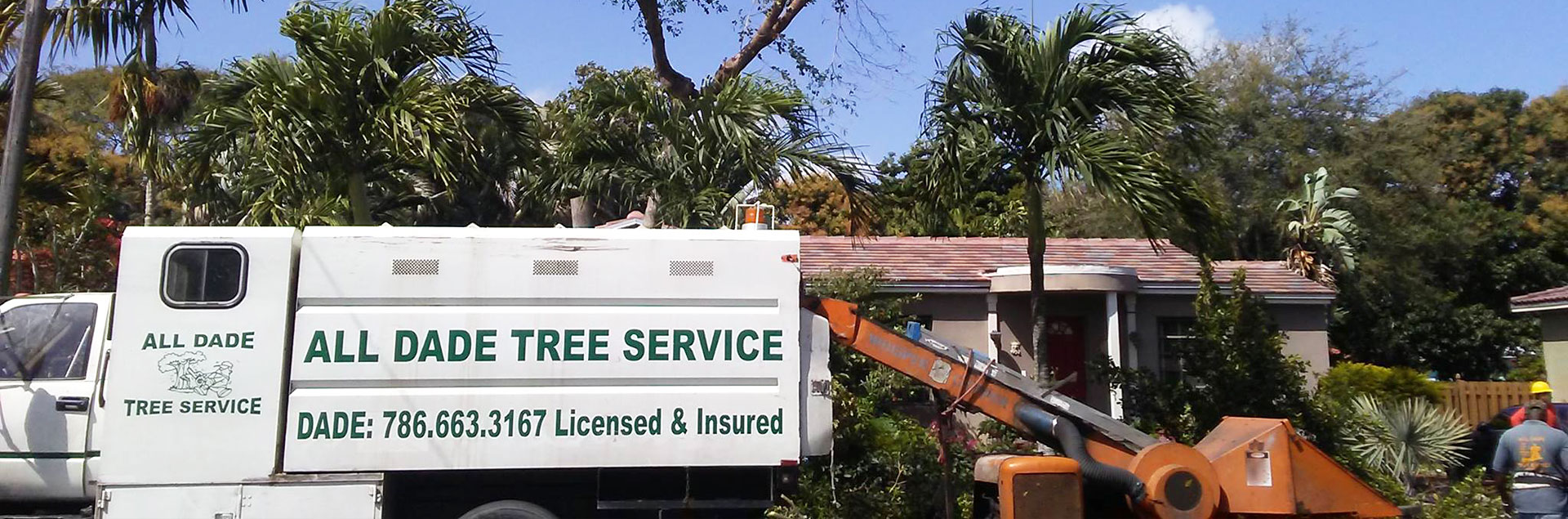 Tree Removal Services, Tree Services