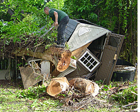 tree removal/ tree service
