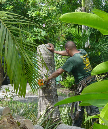 Tree Removal after Hurricane