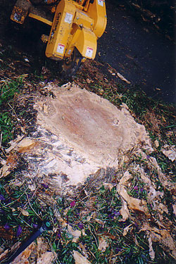 Stump Grinding, Tree Removal
