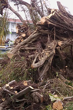 Removal of Hazardous Trees Miami Dade