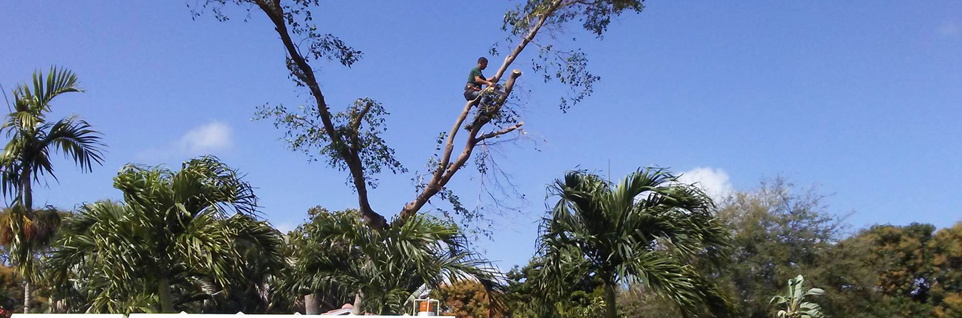 Tree Trimming Miami