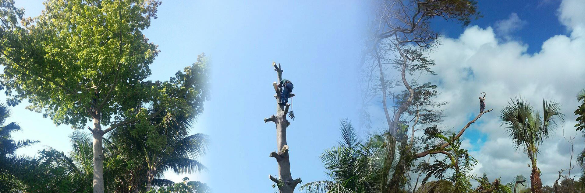 Removal of Hazardous Trees